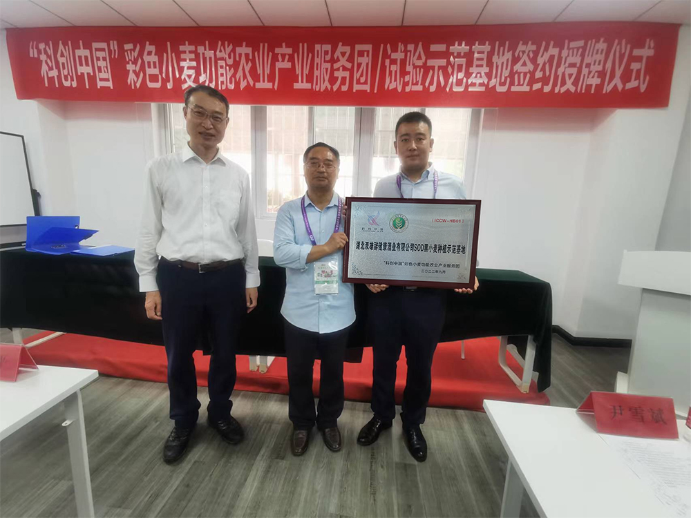 石花雙雄醉獲科創(chuàng)中國(guó)支持，聯(lián)手西北農(nóng)大打造SOD黑小麥種植示范基地